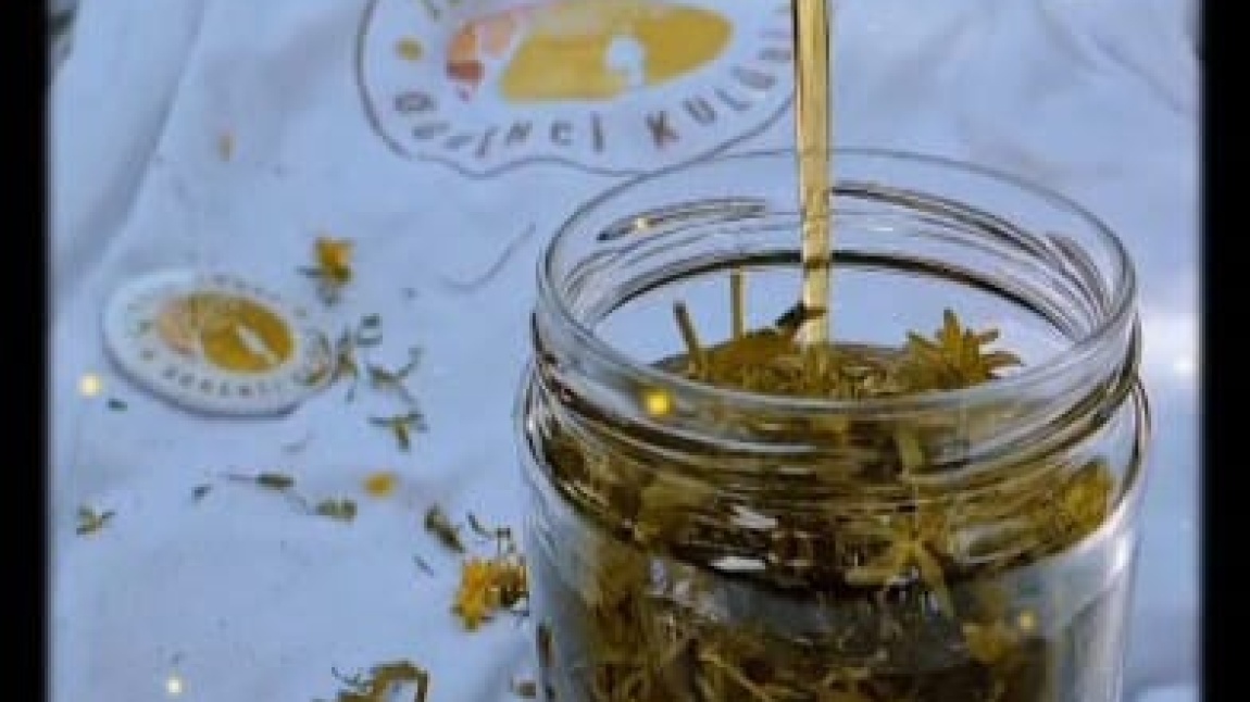 Zeytin Ağacı Kulübü Kantaron Yağı Yapımı Etkinliği